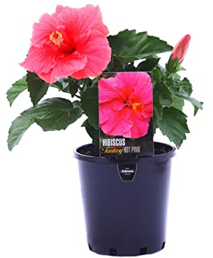 Hibiscus Rosa Natural Planta Arbustiva Resistente Ideal para Dar un Toque de Color al Jardín