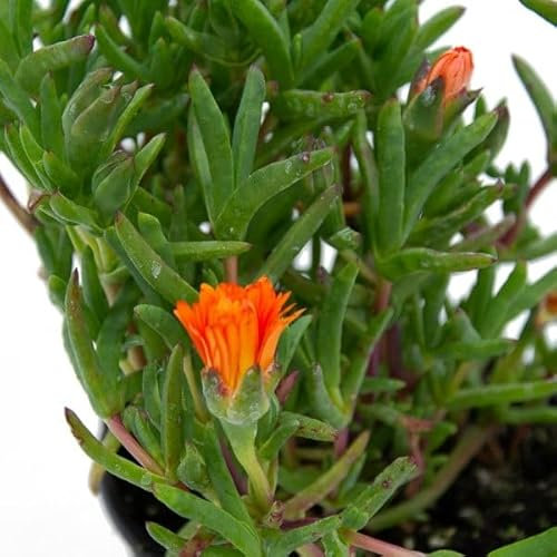 Mesen Suculenta de Exterior Natural Planta Mediterránea Fácil de Cuidar