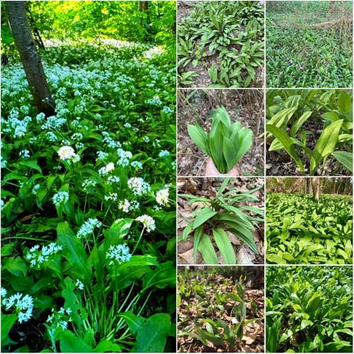 Comprar semillas de ajo silvestre semillas de interior sombra primavera cobertura del suelo cocina 100pcs