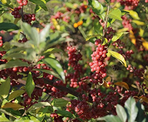 Silberblättrige Büffelbeere, Sheperdia argentea, 30-40cm, im Topf