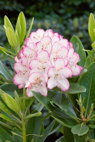 Rhododendron Hybr. 'Picotee' 30-40 cm - Rhododendron, weiße Blüten mit rosa Rand, Blütezeit Mai-Juni, ideal für Halbschatten, immergrün, winterhart
