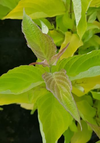 Cornus alba 'Aurea' / Cornouiller blanc doré/Conteneur de 3 à 4 litres/Arbuste