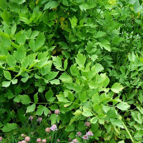 semi di levistico biologici cucina dell'orto, levistico, orto da balcone da orto, 200pcs