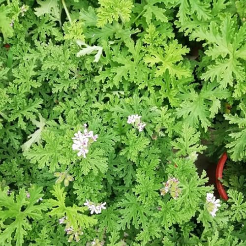 semi di geranio limone - giardino in vaso resistenti esotiche balcone 200pcs