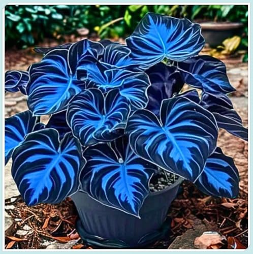 Excellent Hosta di Alta Qualità,Resistenti all’Ombra,Ideali per Aree Ombreggiate.-6rhizome-G