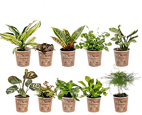 vdvelde.com - Ecoworld Mini Zimmerpflanzen & Farne Mix - 10 Stück Verschiedene Arten - Pflanze Ø6 cm Höhe 8-15 cm - Aus eigener Gärtnerei