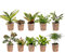vdvelde.com - Ecoworld Mini Zimmerpflanzen & Farne Mix - 10 Stück Verschiedene Arten - Pflanze Ø6 cm Höhe 8-15 cm - Aus eigener Gärtnerei