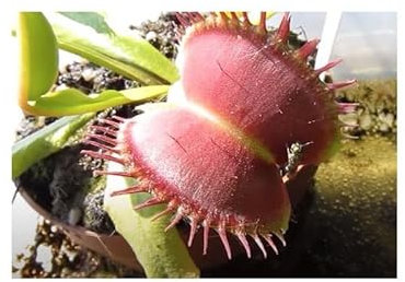 Stk - 5x Dionaea muscipula Paradisia Venusfliegenfalle Pflanzen - Samen B1254 - Seeds & Plants Shop by Ipsa