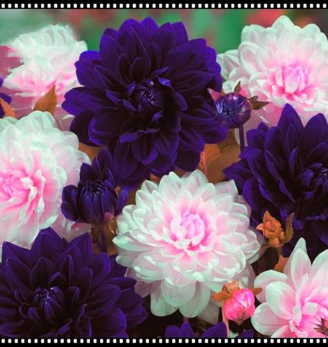 Blumenzwiebel Mix, Winterhart zwiebeln, Winterhart pflanzen, Mehrjährige Blumenzwiebel ist winterhart, Mysteriöse magische Glühbirne-2 Dahlien knollen