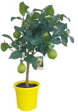 Pianta di Limone CON FRUTTO - vaso Ø 20 Giallo - immagine reale