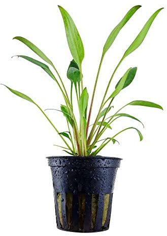 Aqua Essentials Cryptocoryne willisii