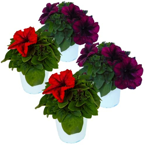 Petunia Planta con Flor Natural Pack de 4 Unidades de Petunias Flores Exterior Colores Varios