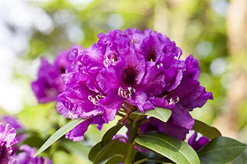 Rhododendron Hybr. 'Rasputin' 40-50 cm - Rhododendron, dunkelviolette Blüten, Blütezeit Mai-Juni, ideal für Halbschatten, immergrün, winterhart