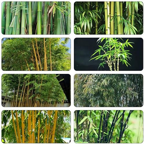 planta de bambú - semillas - Serie Plantas Raras - bambú gigante plantas resistentes para el jardín semillas de árbol bonsái planta maceta macetas árbol exóticas interior perennes 700pcs