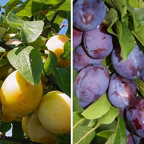 Duo Pflaume: Hauszwetsche & Mirabelle von Nancy auf einem Stamm im 10 L Topf Unterlage St. Julien A