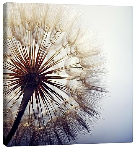 Posterlounge Große Pusteblume Leinwandbild | 50 x 50 cm Wandbilder Wanddeko