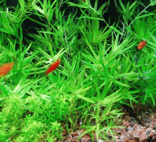 Star Grass - Heteranthera Zosterifolia - 1 Bunch - Live aquarium plant