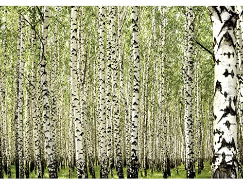 Runa Art Fototapeten 396 x 280 cm Birken Wald - Vlies Wanddekoration Wohnzimmer Schlafzimmer - Deutsche Manufaktur - Grün 9477012b