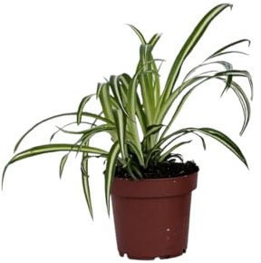 Plant in a Box - Grünlilie - Chlorophytum comosum 'Atlantic' - Höhe 25-40cm - Pot 12cm - Zimmerpflanze - Grün
