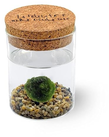 KAKI La Felicità è Nelle Piccole Cose Marimo Singolo Originale Vaso Vetro con Tappo Sughero Felicità, Artigianale, Fondale Naturale, Diametro 8cm, Altezza 11cm, Made in Italy