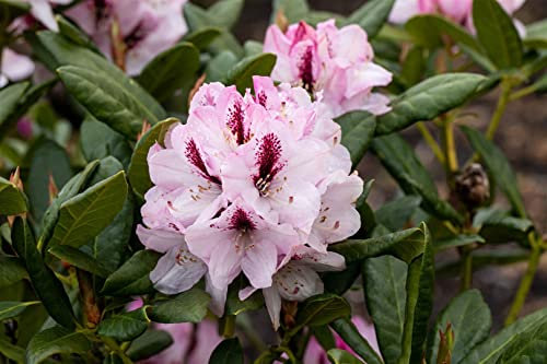 Rhododendron Hybride 'Herbstfreude' 30–40 cm – Winterhart, Immergrün, Pflegeleicht – Rhododendron – Zierstrauch für Garten & Kübel