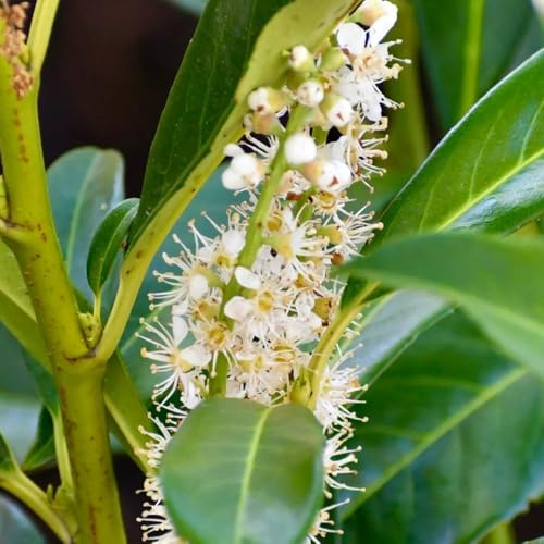 semi di alloro ciliegia, biologici interno decorazione del giardino per esterno 50pcs