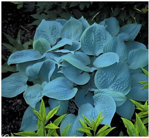 Stauden Gänge 5 x Hosta plantaginea 'Fragrant Blue' winterhart | Blauer Bodendecker für Halbschatten bis Schatten, Blüte Juli bis September, mehrjährig, 1 L Topf (11x11 cm)