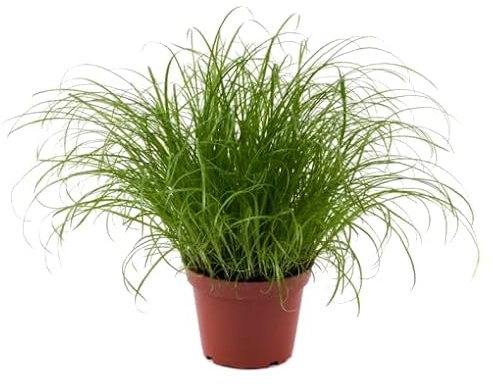 Cyperus Alternifolius Zumula Hierba para Gatos 100% Natural