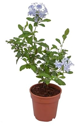 Plumbago Natural Planta de Exterior con Hermosas Flores Azules
