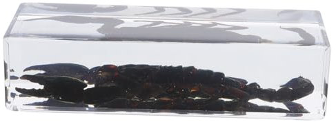 Gatuida Wissenschaftlicher Resin Briefbeschwerer Dekoratives Insektenexemplar Für Schreibtisch Multifunktionaler Papierbeschwerer Einzigartiges Sammlerstück Für Büro Und Wissenschaftsausbi