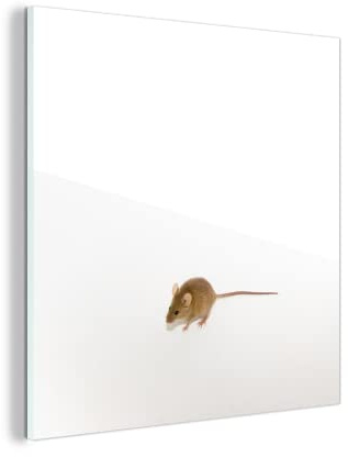 MuchoWow Glasbild Glasfoto Wandbild Bilder Deko 50x50 cm Maus - Tiere - Weiß