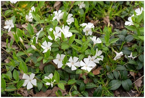 Stauden Gänge 1 x Vinca minor 'Gertrude Jekyll' Immergrün winterhart | Kleines Immergrün – winterharter, immergrüner Bodendecker für Sonne bis Schatten, mehrjährig, 9x9 cm Topf