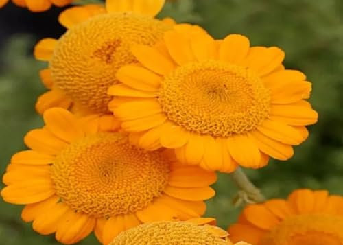 1 Pack of 280 SEEEDS Orange Marguerite Anthemis