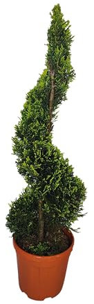 Cupressocyparis Leylandii 'Castlewellan Gold' a Spirale, Cipresso di Leyland - Pianta in Vaso, H160 cm - Vivai Giulian Giovani Piante