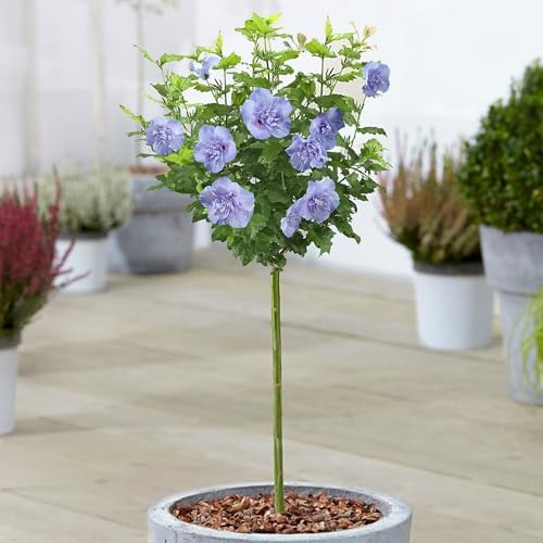 GardenersDream Hibiskus Blue Chiffon Baum – Winterharte Mehrjährige Blühpflanze – Pflegeleichte im Freien Terrassenbaum – Zierstrauch für Kleine Gärten, Terrassen und Kübel – Geschenk für Gärtner