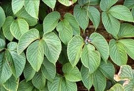 5 Semi de l'Himalaya Vite RLP088 (Parthenocissus Himalayana)