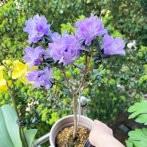 semillas de rododendro de semillas del balcon jardín resistentes las azalea son resistentes decoracion 25pcs