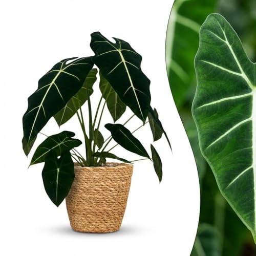 Green boutiQ - Plante d'intérieur - Oreille d'éléphant - Alocasia Frydek - Vert - Peu d'entretien - 1 Plante - avec Panier - Pot 19cm - Hauteur 60cm