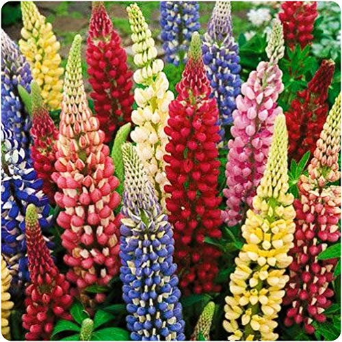Lupin Legendary 'Mixed Colours' x 5 Perennial Plug Plants