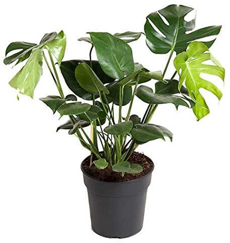 Monstera Deliciosa Planta Natural de Interior Costilla de Adán