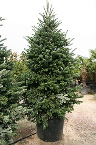 Abete del Caucaso Abies nordmanniana Albero di Natale in mastello ø40 cm h. 100/120 cm