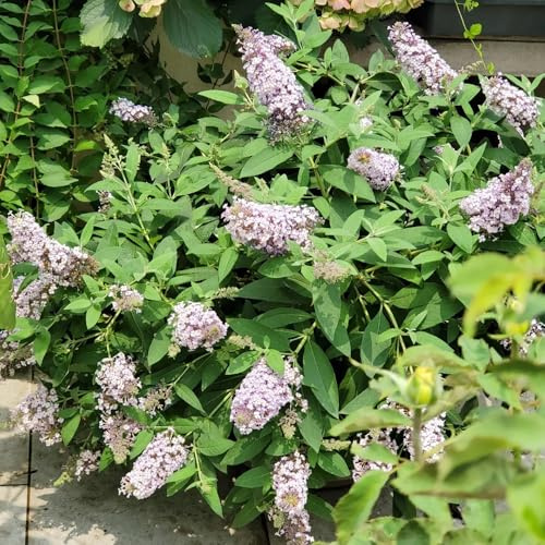 Semi di lillà farfalla, rustiche per balconi Buddleja lindleyana, buddleia, resistenti per il giardino da balcone 200pcs