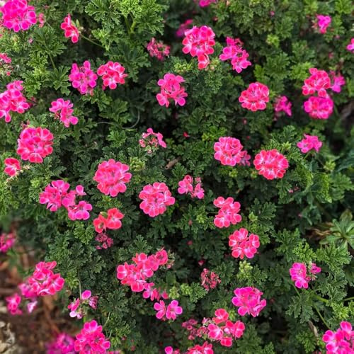 Gerani profumati, semi di geranio limone - semi per aiuole rialzate selvatiche esotico prodotti sostenibili di aromatiche resistenti balcone del giardino 30pcs