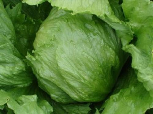 400 semi - Lattuga icebergLatuca Sativa