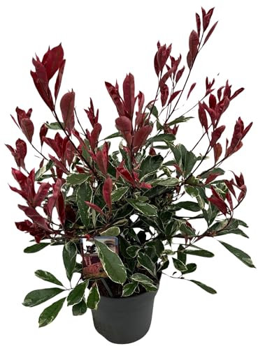 Photinia Natural Arbusto de Exterior para Jardines con Cuidado Mínimo