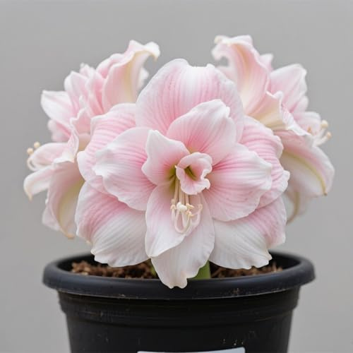 Amaryllis Rhizom-Hochkarätiges Präsent-Kunstvolles Design-Exklusiv Stilvoll-Limitierte Einzelauflage-3Amaryllis Rhizom