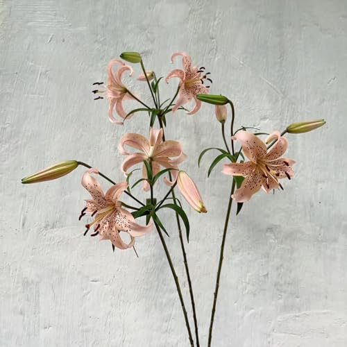 lirio lilium - decoración de sala estar plurianual en verdes rápido 5bulbos