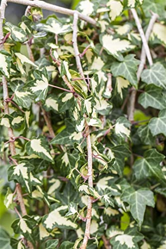 Efeu Hedera helix Goldheart 80-100 cm Kletterpflanze winterhart immergrün | Gelb-grün panaschiertes Laub, für Wand und Zaun, dekorative Bodendecker-Option, robust und anspruchslos