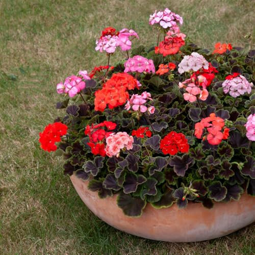 Geranium 'Shadow Mix' Plug Plant x 6. Vivid Summer Blooms. Pelargonium. Available from Bedwen Plants