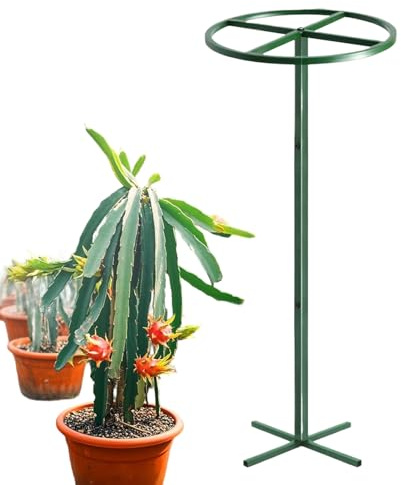 Duvcoywae Soporte para Pitahaya | Soporte Vertical Accesorios de Jardín | Enrejado de Jardín para Enredaderas | para Árboles Cactus Pepino Enredaderas Flores Tomate Macetas Exterior Trasero